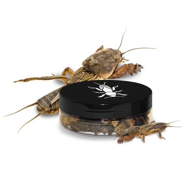 lótetű, halcsali, állateledel, szárított lótetű