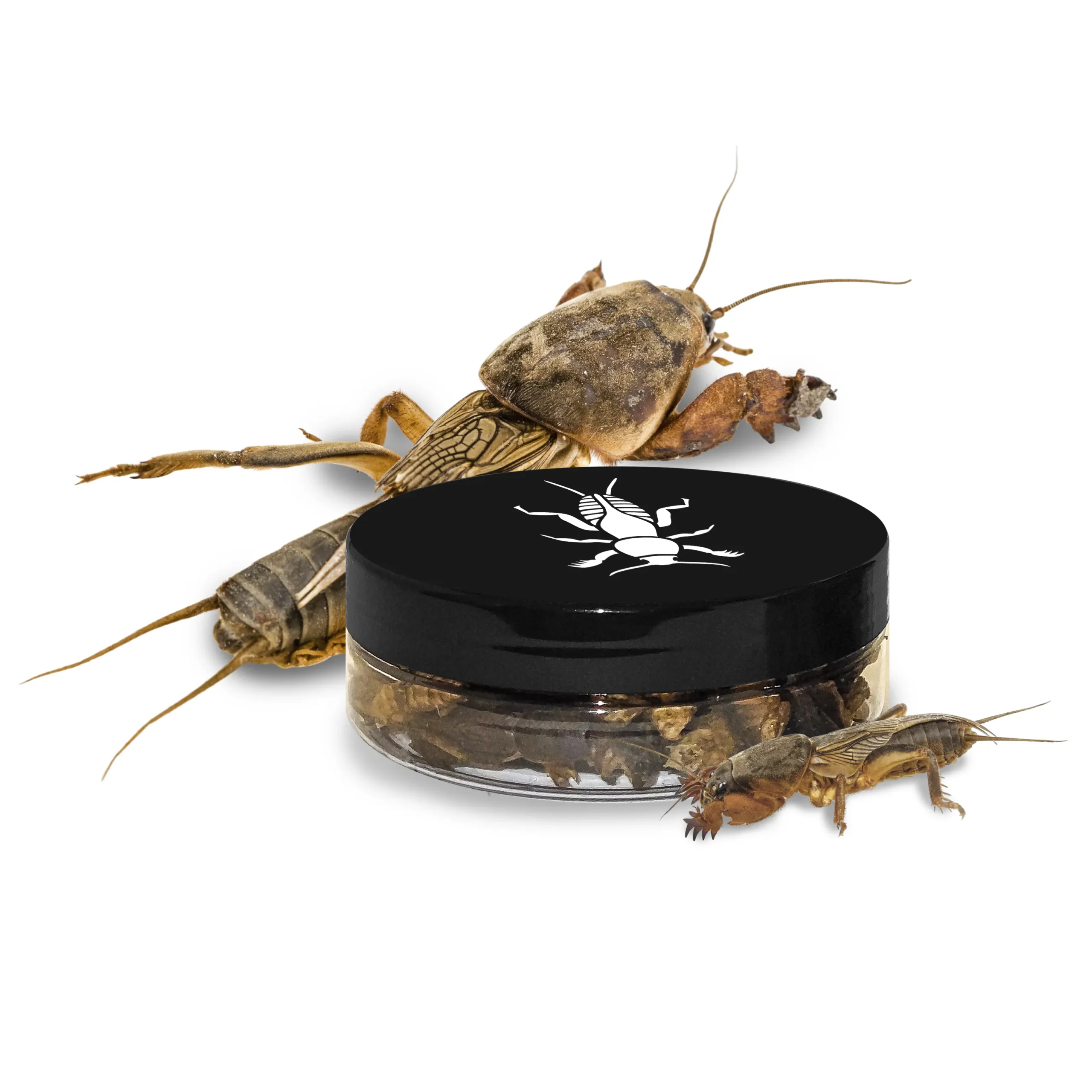 lótetű, halcsali, állateledel, szárított lótetű