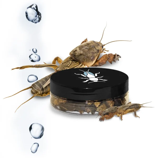 lótetű, halcsali, rehidratált lótetű