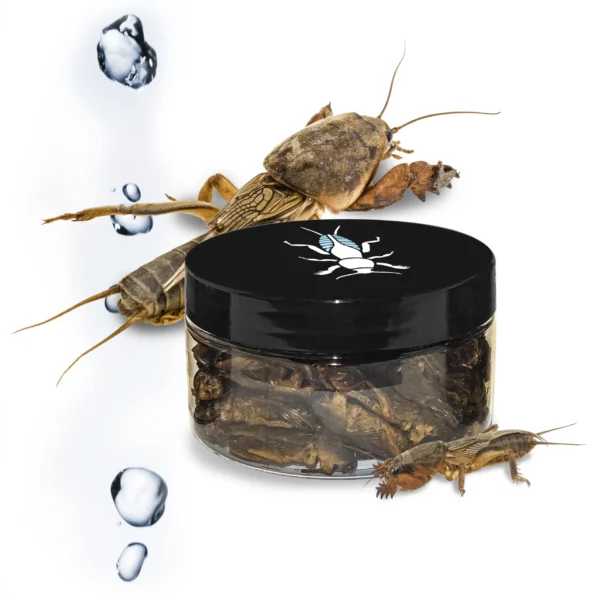 lótetű, halcsali, rehidratált lótetű