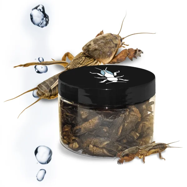 Elérhető a kínálatunkban az új rehidratált lótetű.