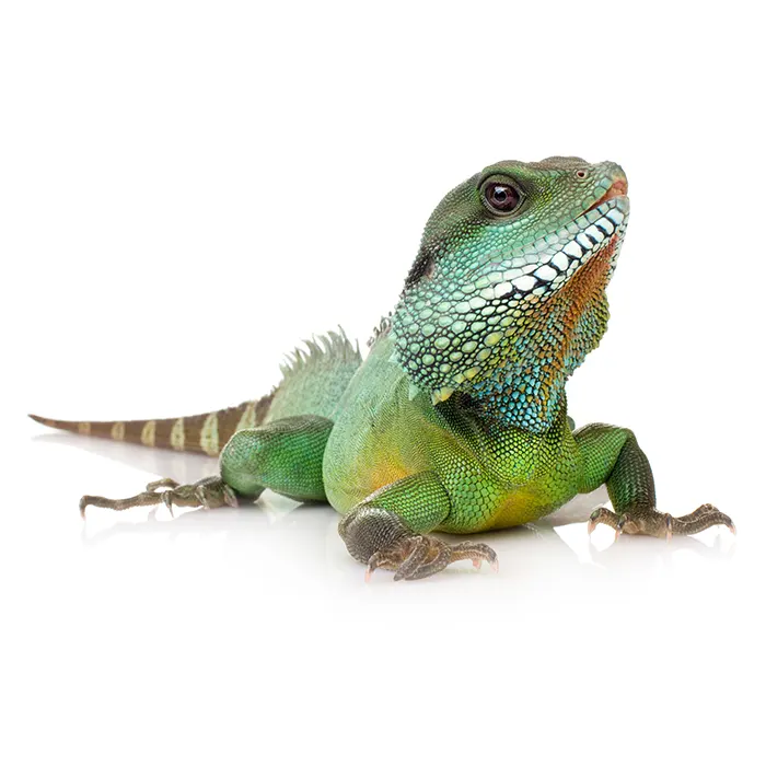 lótetű, halcsali, rehidratált lótetű