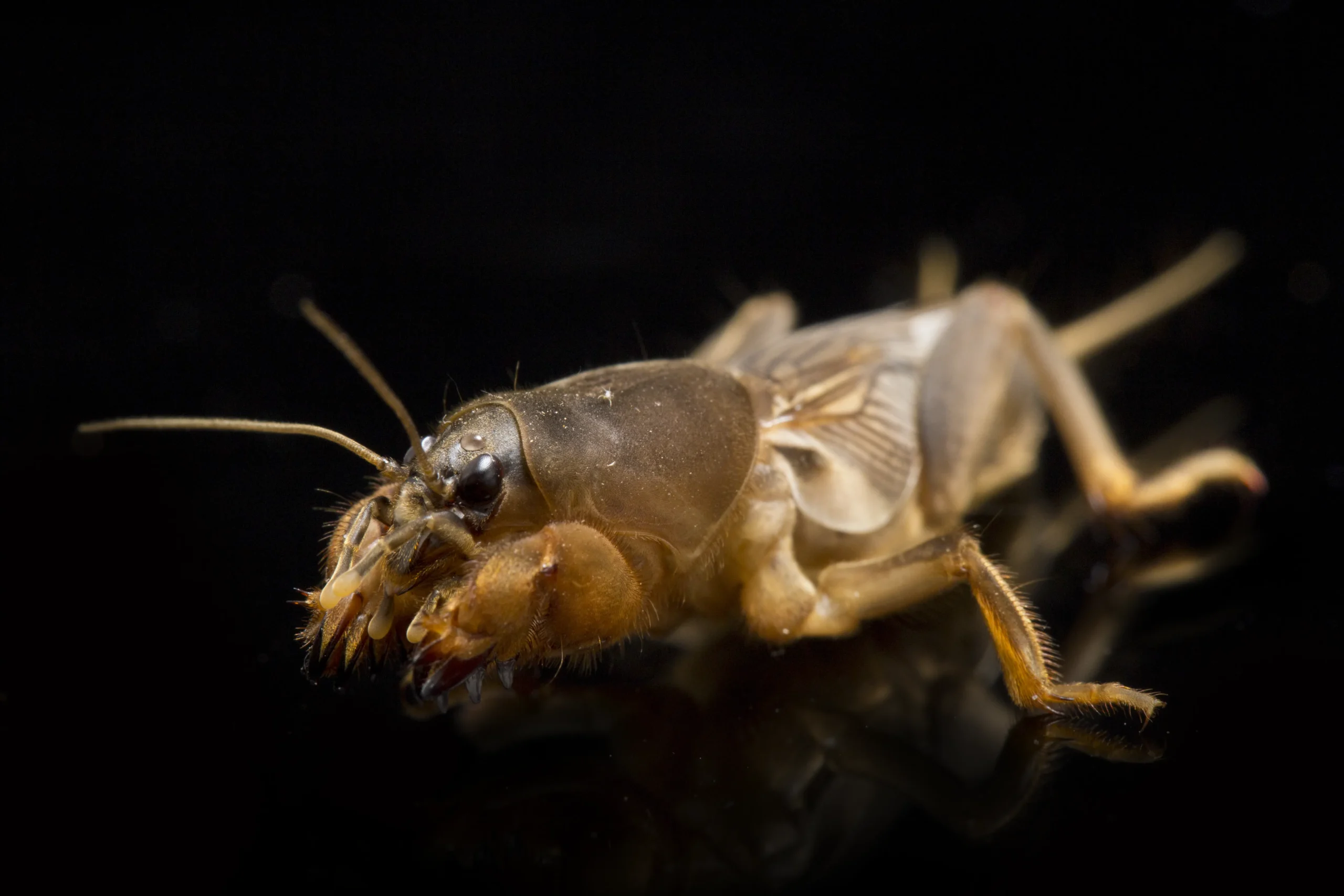 Elérhető a kínálatunkban a szárított lótetű.